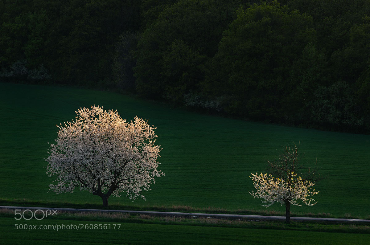 Nikon D7000 sample photo. Last light photography