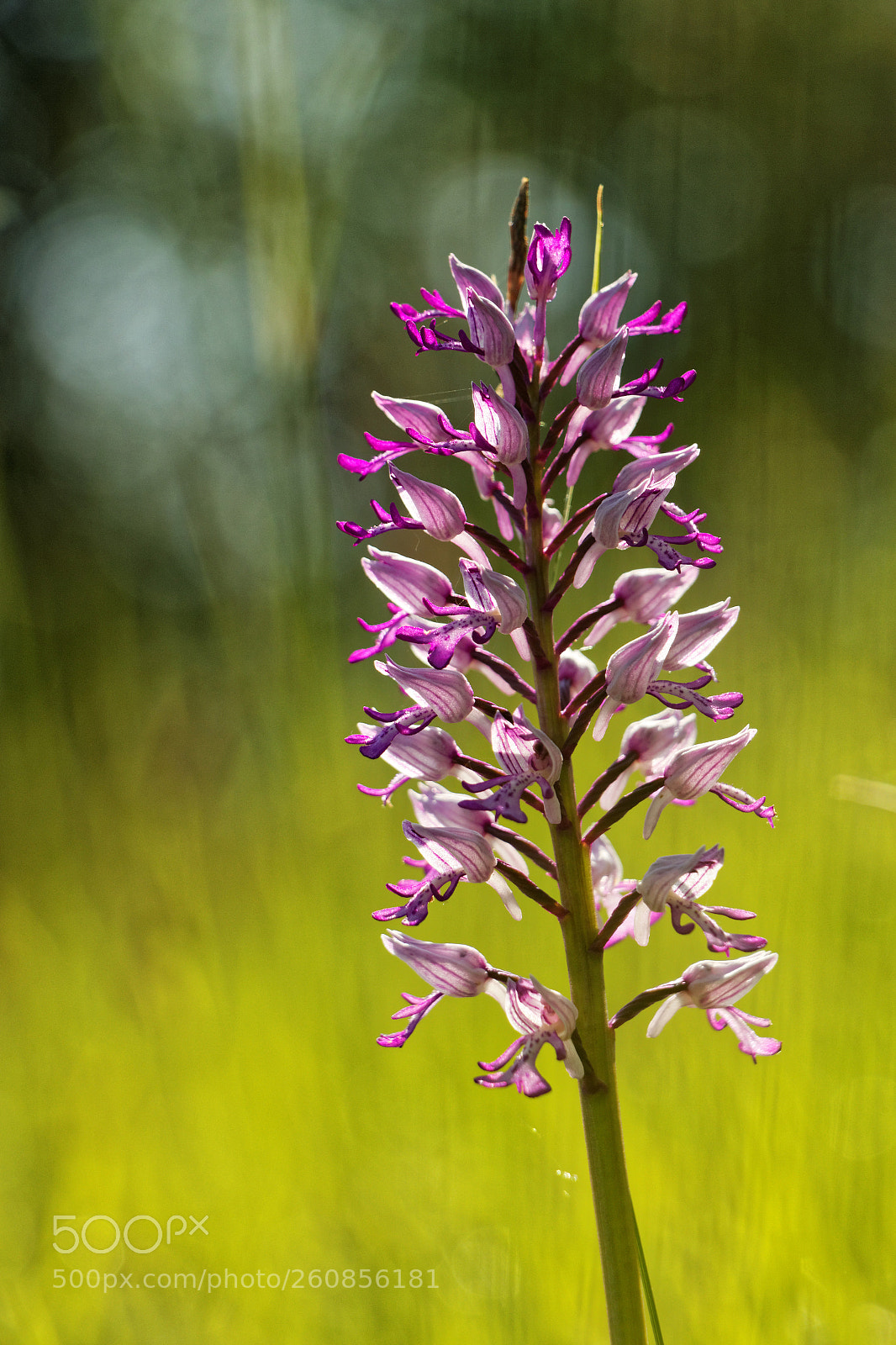Canon EOS 70D sample photo. Orchis militaire photography