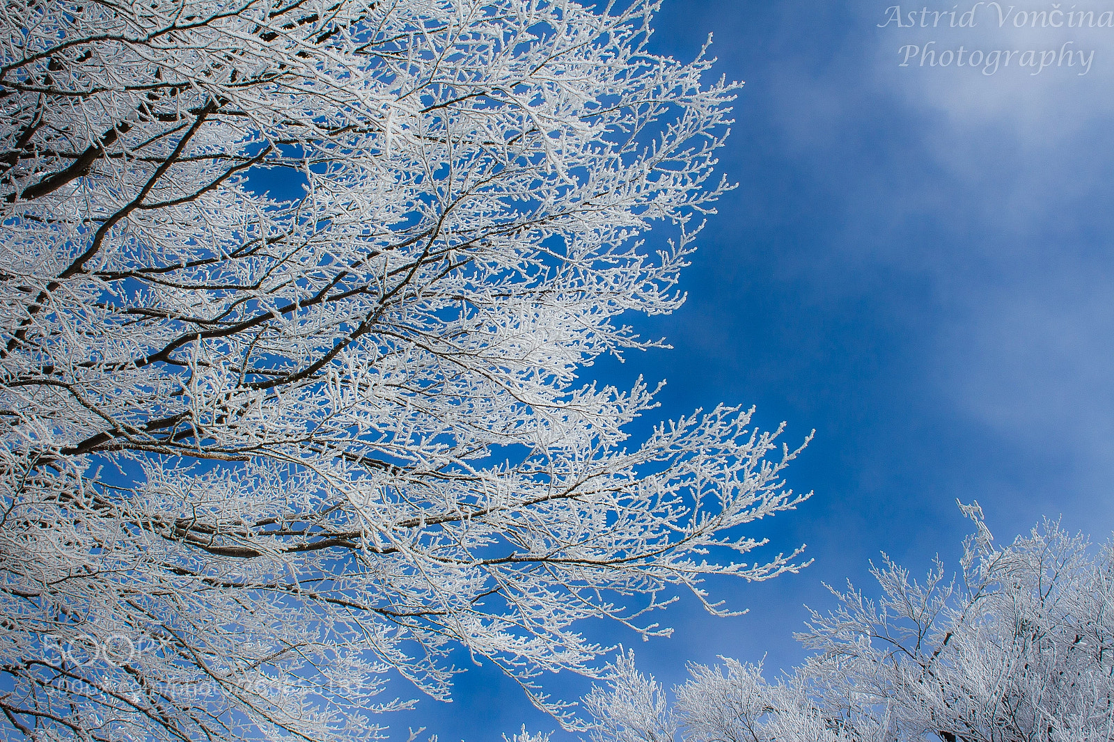Canon EOS 650D (EOS Rebel T4i / EOS Kiss X6i) sample photo. Icy beauty photography