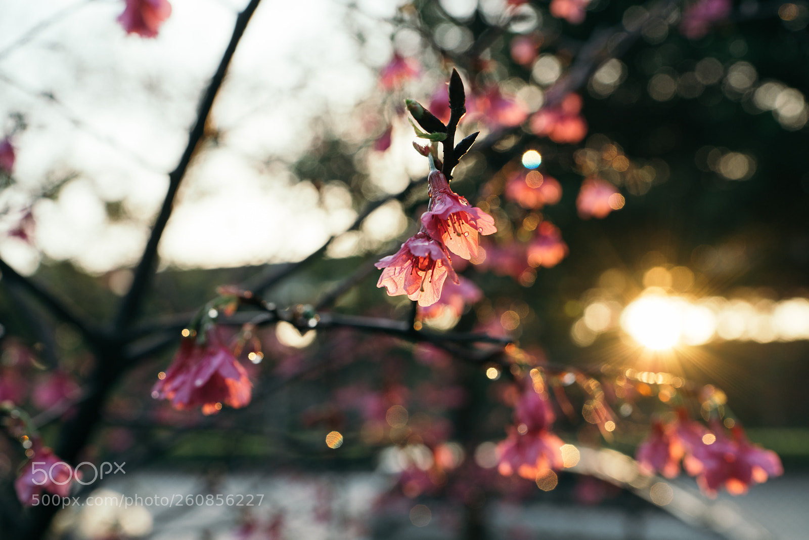 Sony a7R II sample photo. Sakura photography