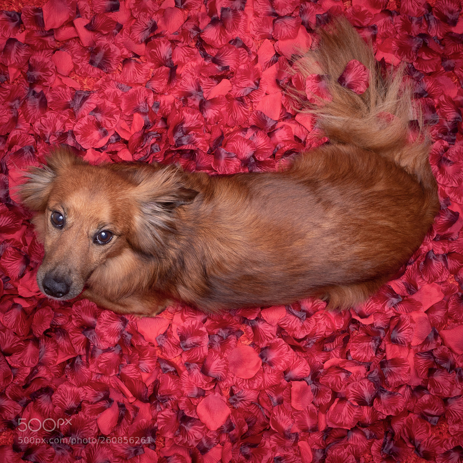 Canon EOS 6D Mark II sample photo. Nice dog lying in photography
