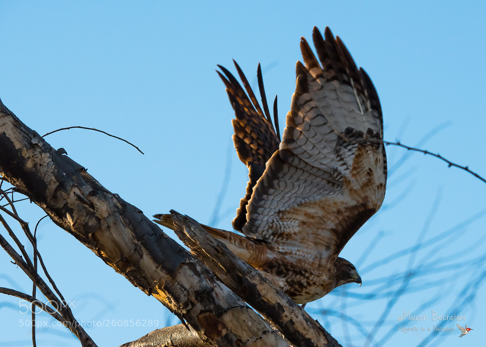 Nikon D810 sample photo. Mbs photography
