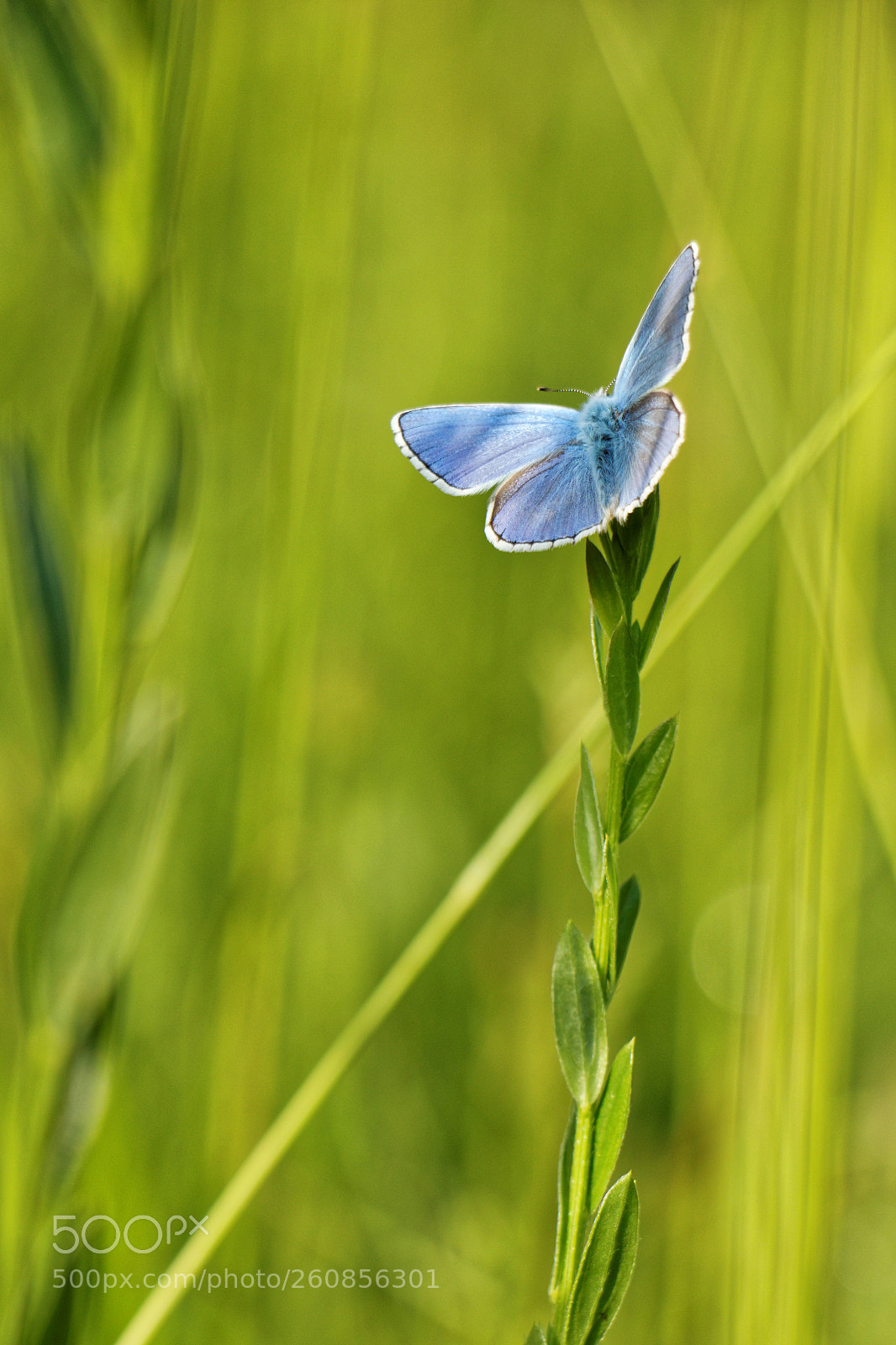 Canon EOS 70D sample photo. Azuré bleu céleste1 photography
