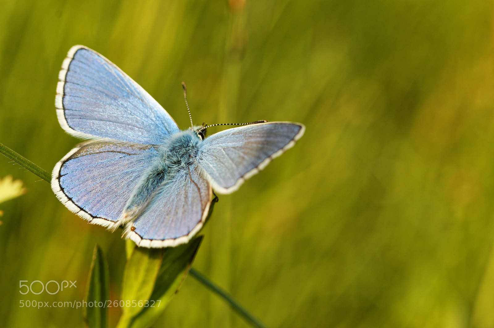 Canon EOS 70D + Canon EF 50mm F1.8 STM sample photo. Azuré bleu céleste2 photography