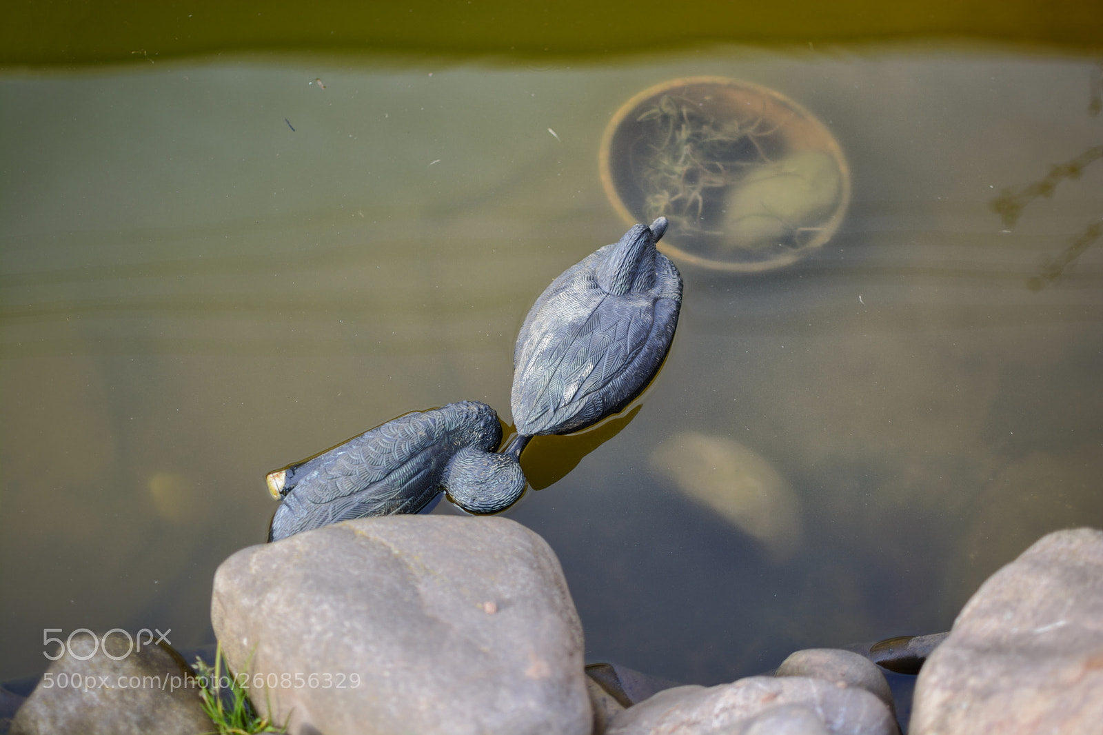 Nikon D7100 sample photo. Fake ducks photography