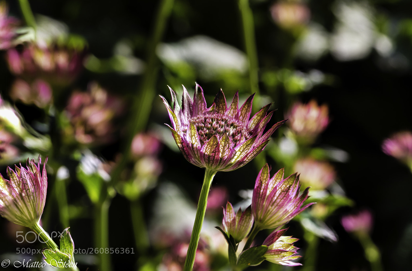 Canon EOS 6D sample photo. Pink flower photography