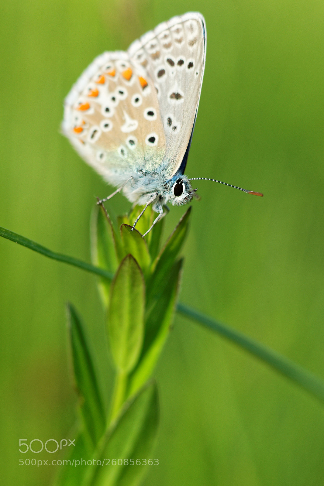 Canon EOS 70D + Canon EF 50mm F1.8 STM sample photo. Azuré bleu céleste3 photography
