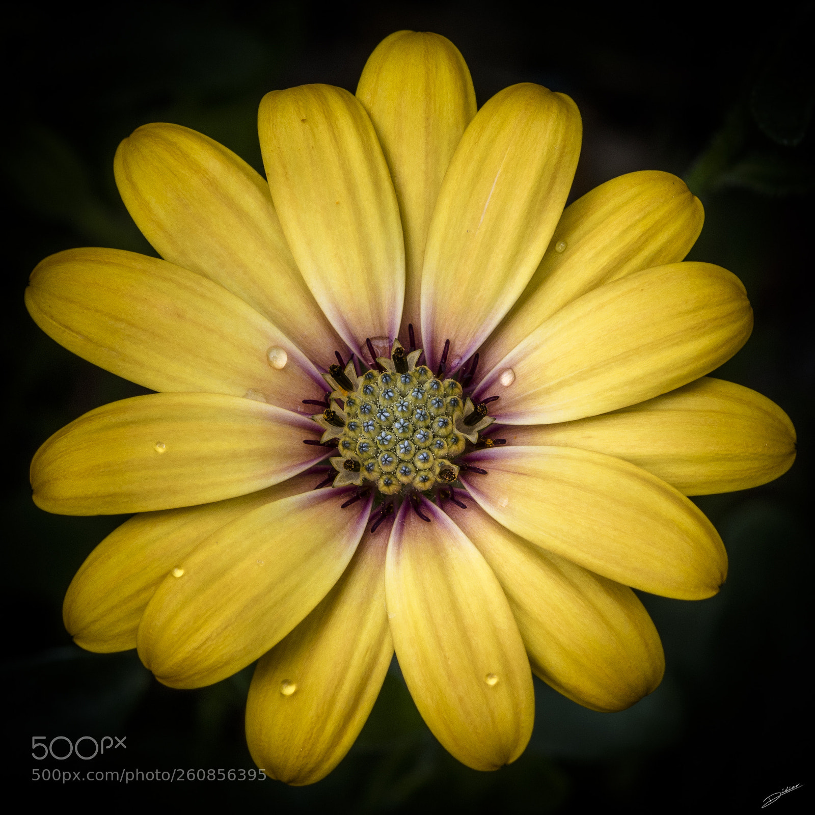 Nikon D5500 sample photo. ***flowers *** photography