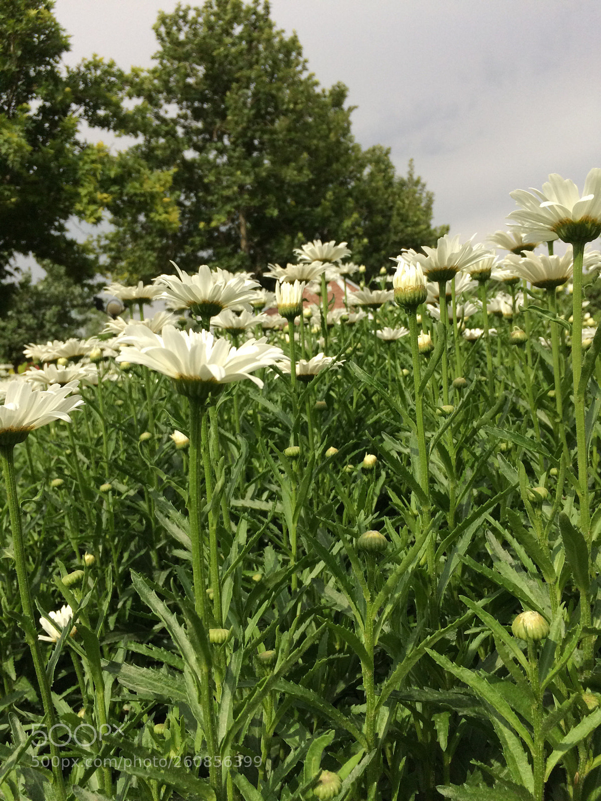 Apple iPhone 5s sample photo. Untitled photography