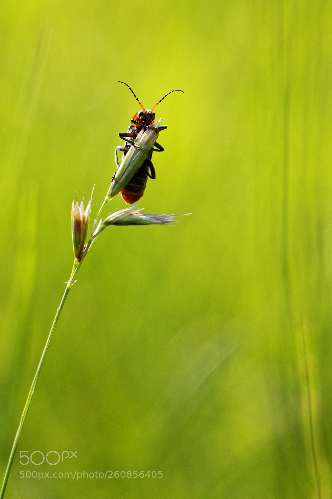Canon EOS 70D sample photo. Bug photography