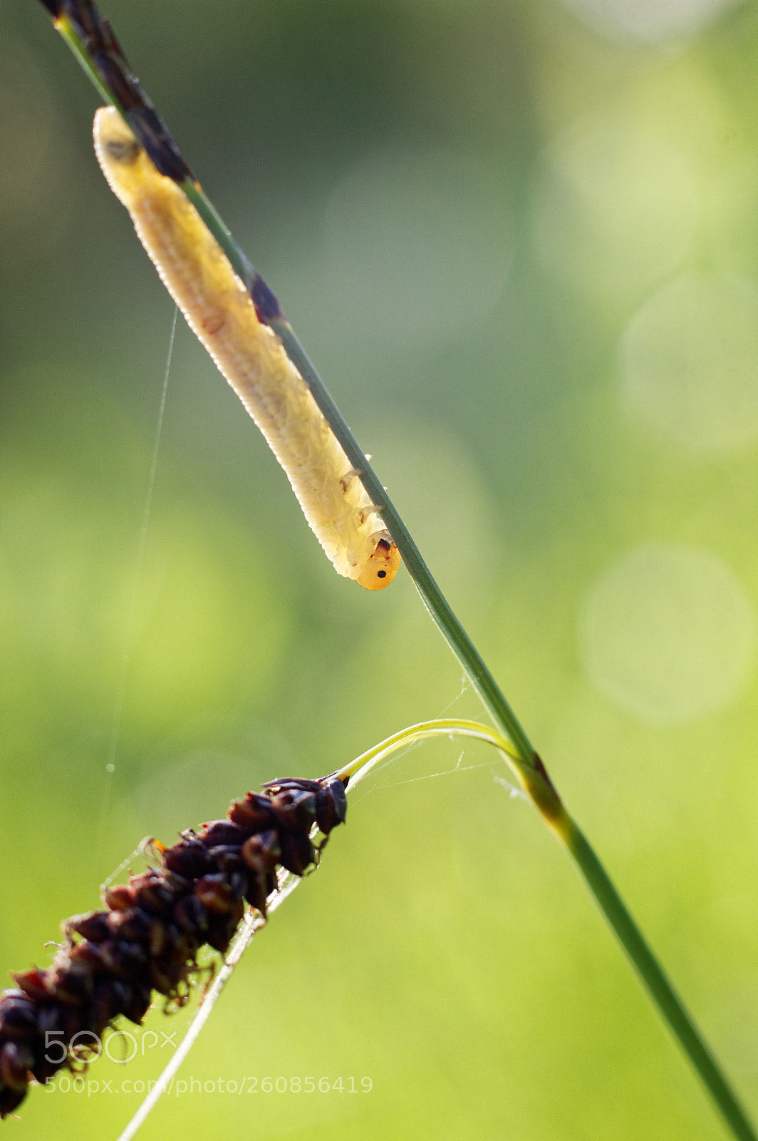 Canon EOS 70D + Canon EF 50mm F1.8 STM sample photo. Caterpillar photography