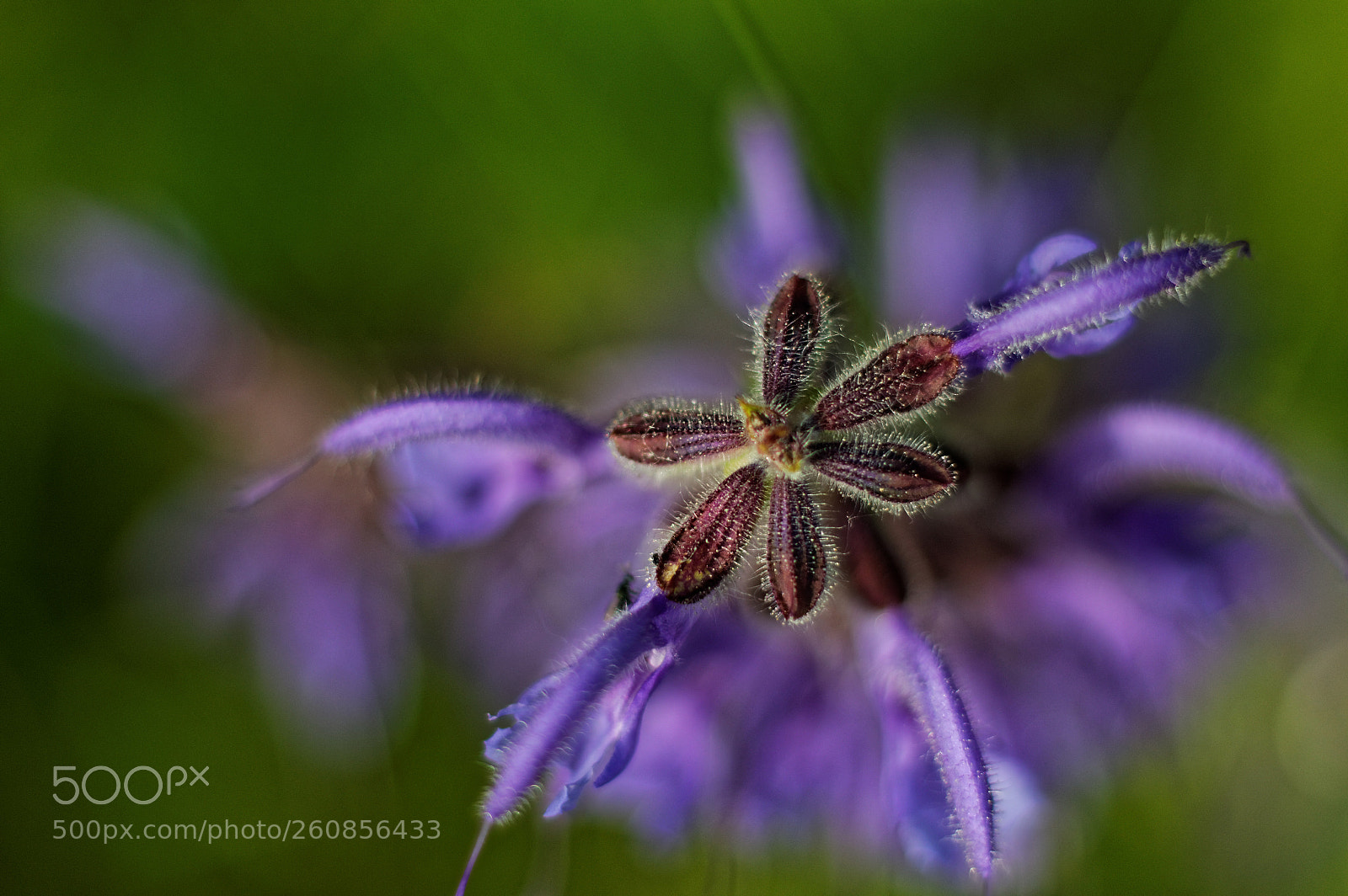 Canon EOS 70D + Canon EF 50mm F1.8 STM sample photo. Flower head photography