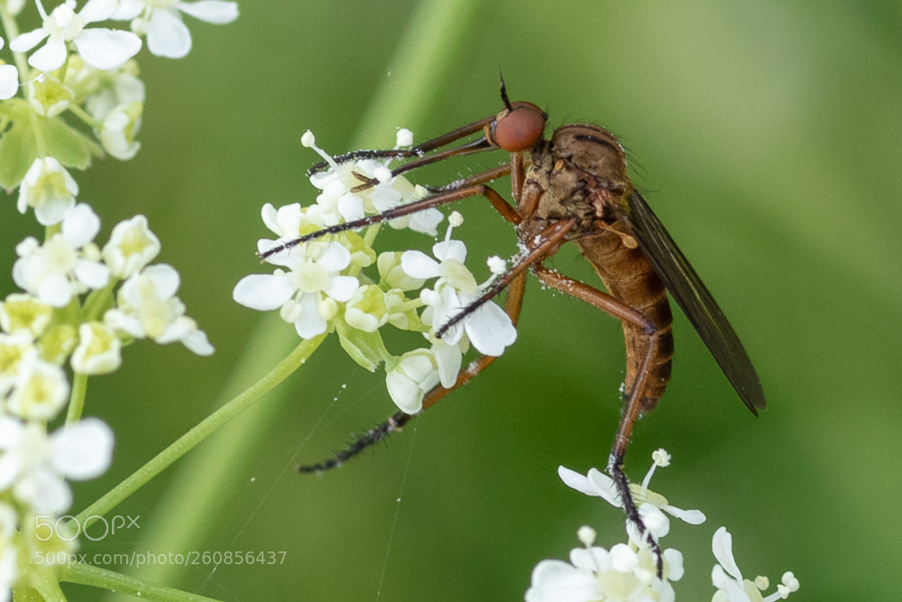 Canon EOS 7D Mark II sample photo. Mosquito photography
