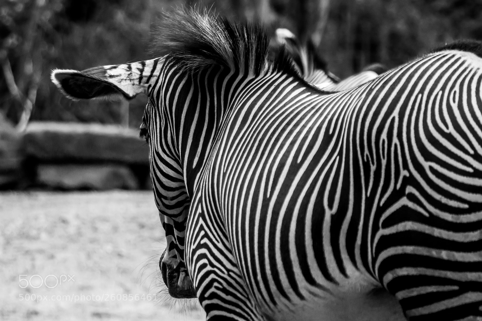 Sony a6000 sample photo. Zebra photography
