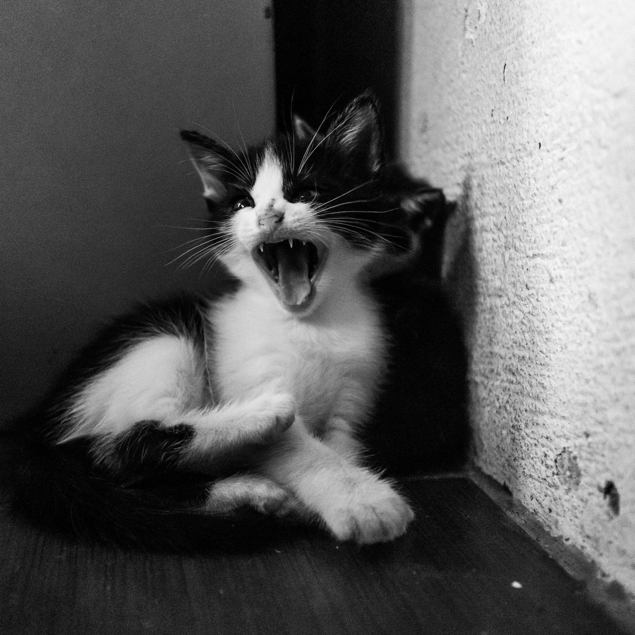 Canon EOS M5 sample photo. Hear me roar photography