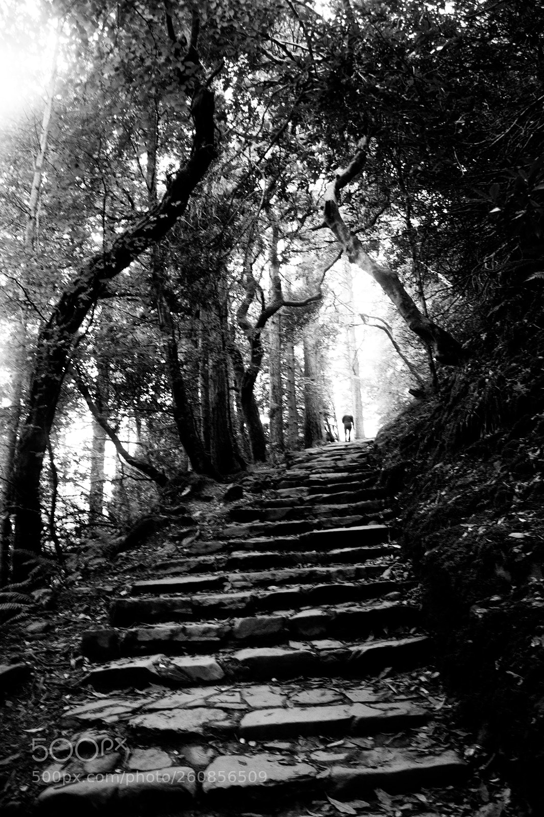 Nikon D7100 sample photo. Stairs to heaven photography