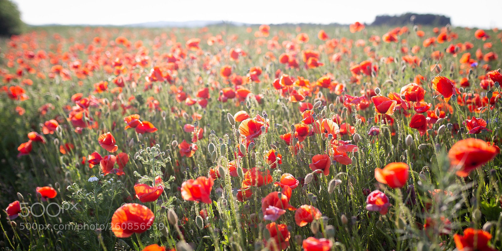 Canon EOS 6D sample photo. Poppies photography
