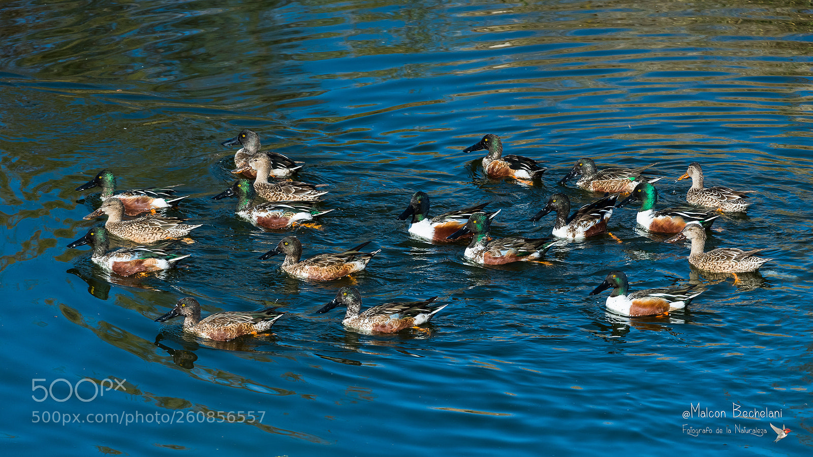 Nikon D810 sample photo. Mbs photography