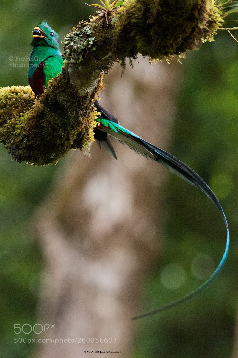 Canon EOS 7D Mark II sample photo. Quetzal photography