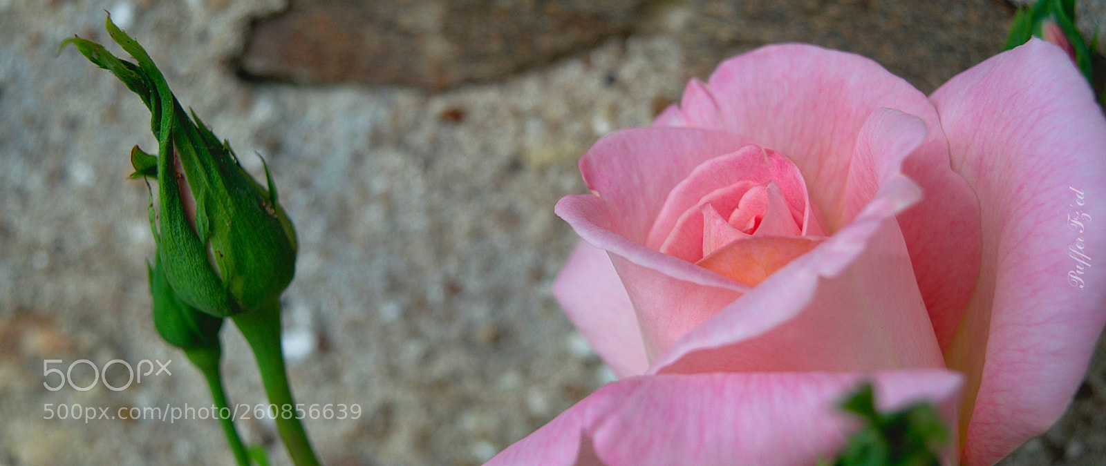 Nikon D3300 sample photo. Flower photography