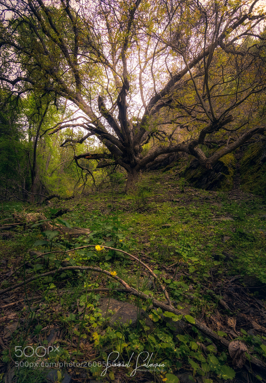 Nikon D7100 sample photo. King of the forest photography