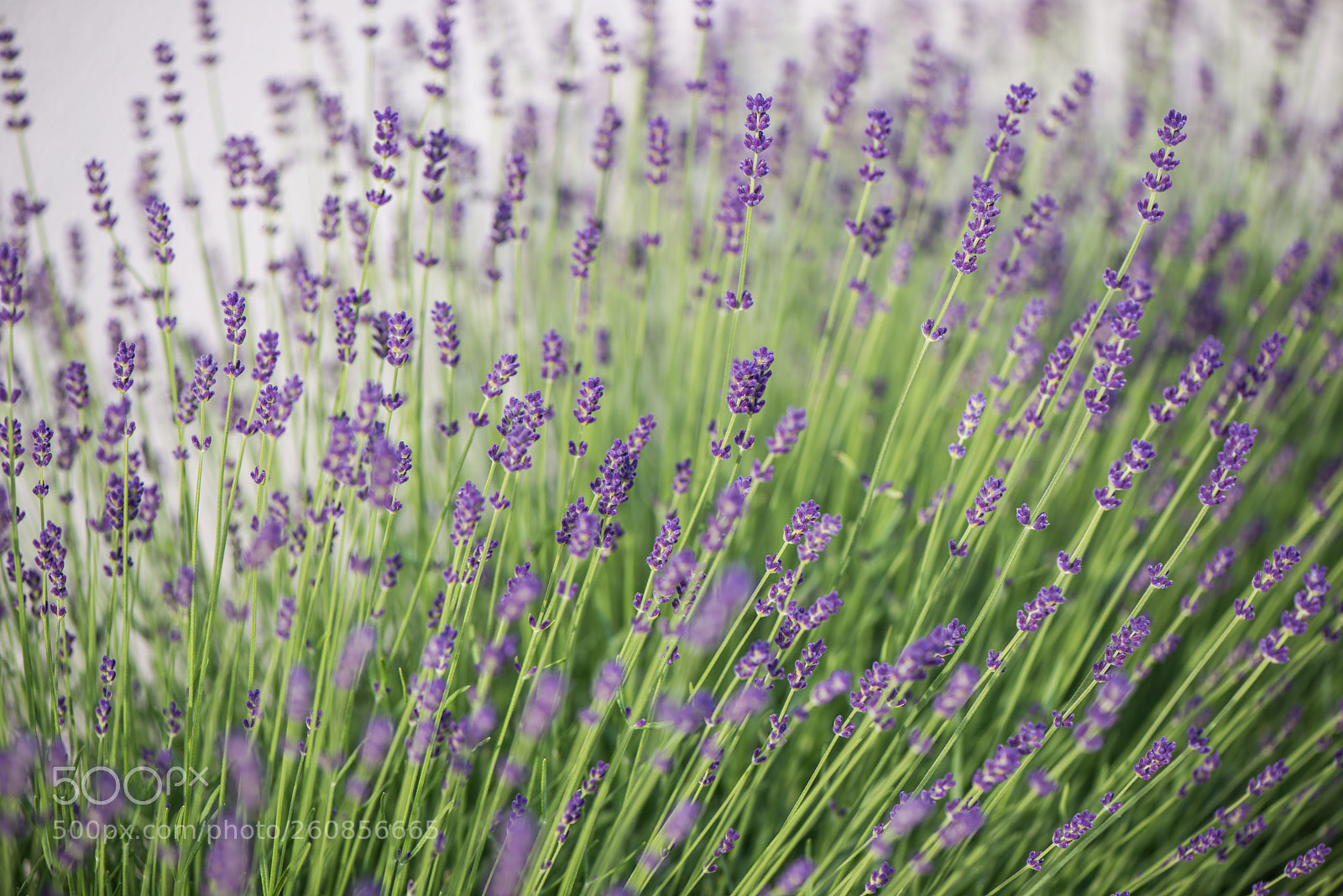 Nikon D800 sample photo. Background of violet lavender photography
