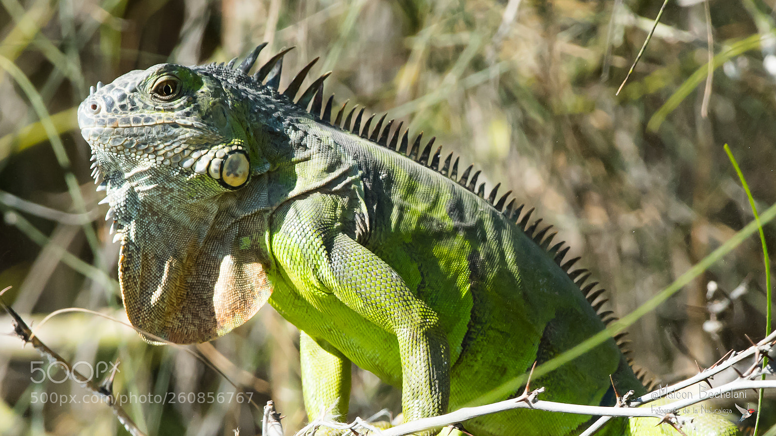 Nikon D810 sample photo. Mbs photography