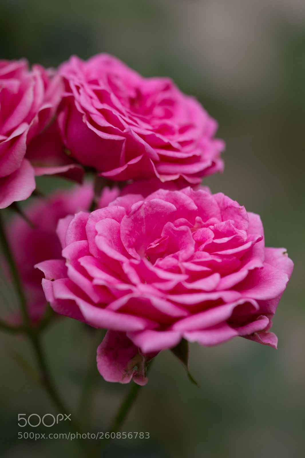 Canon EOS 700D (EOS Rebel T5i / EOS Kiss X7i) sample photo. Rose photography