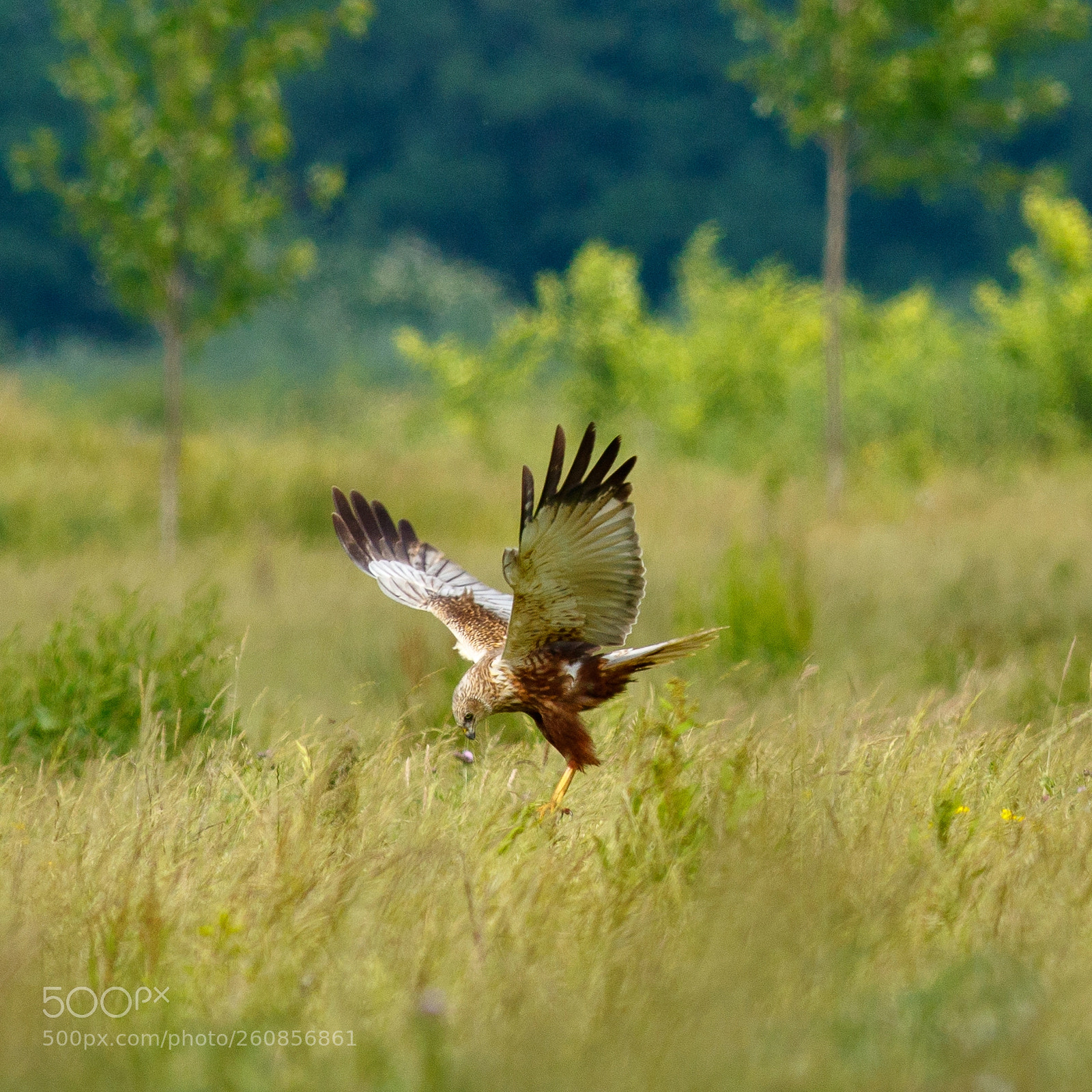 Canon EOS 7D Mark II sample photo. Hovering photography
