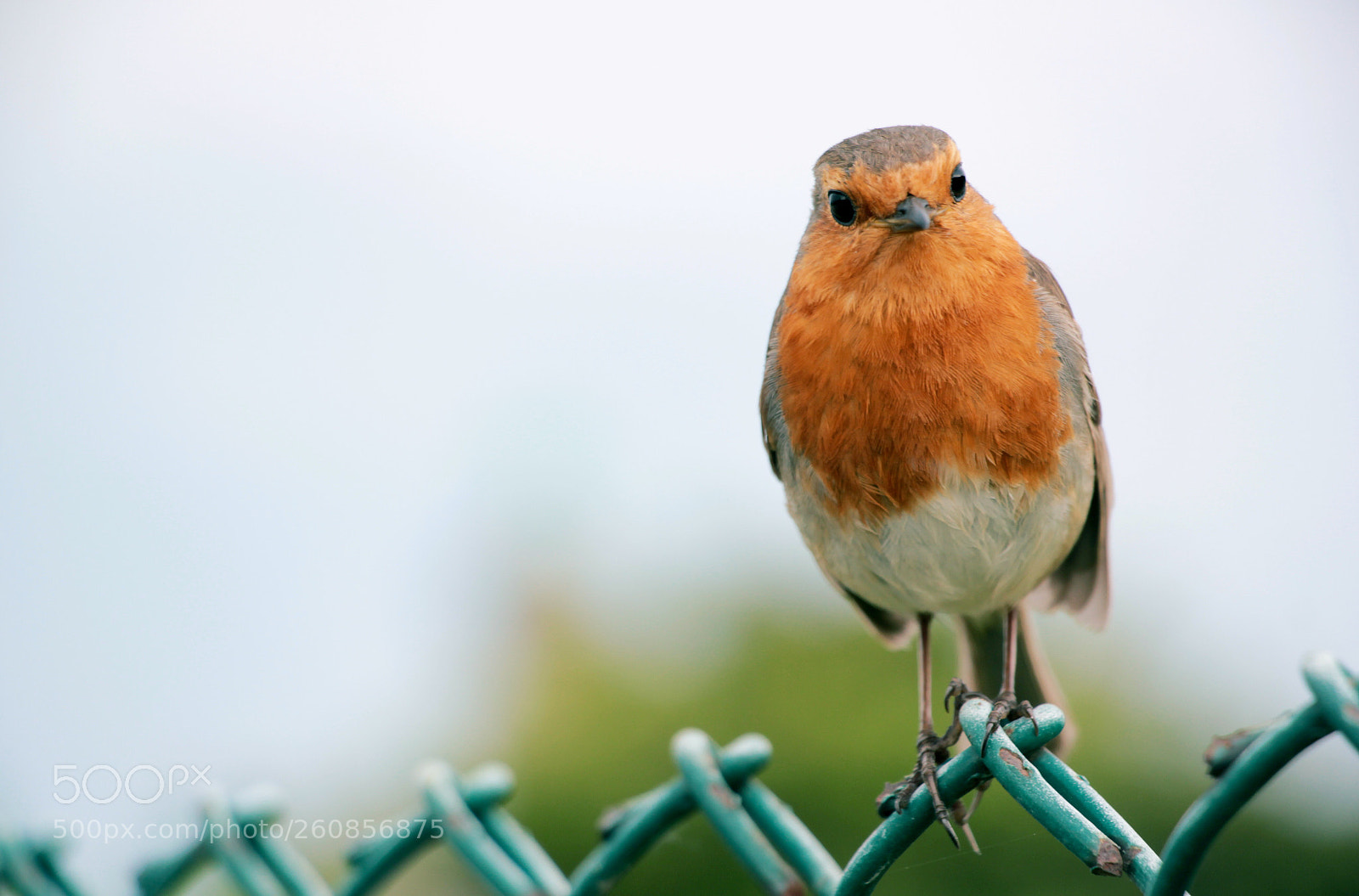 Canon EOS 550D (EOS Rebel T2i / EOS Kiss X4) sample photo. Smiling bird photography