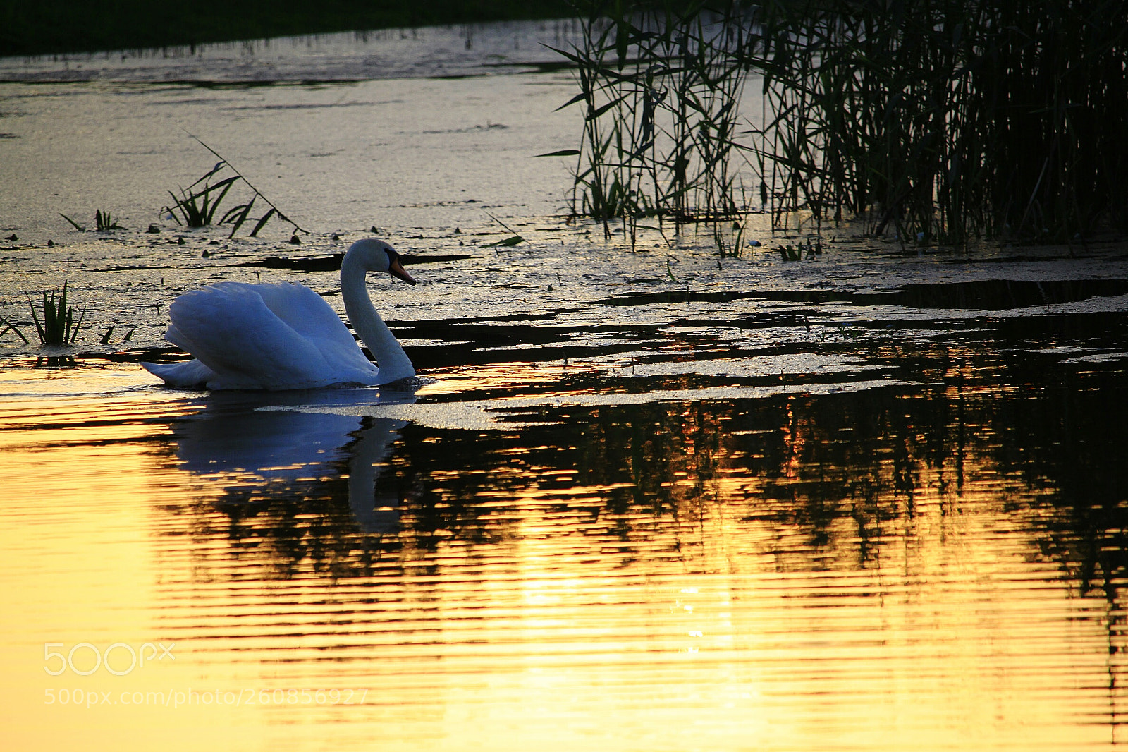 Canon EOS 500D (EOS Rebel T1i / EOS Kiss X3) sample photo. Swan & sunset photography