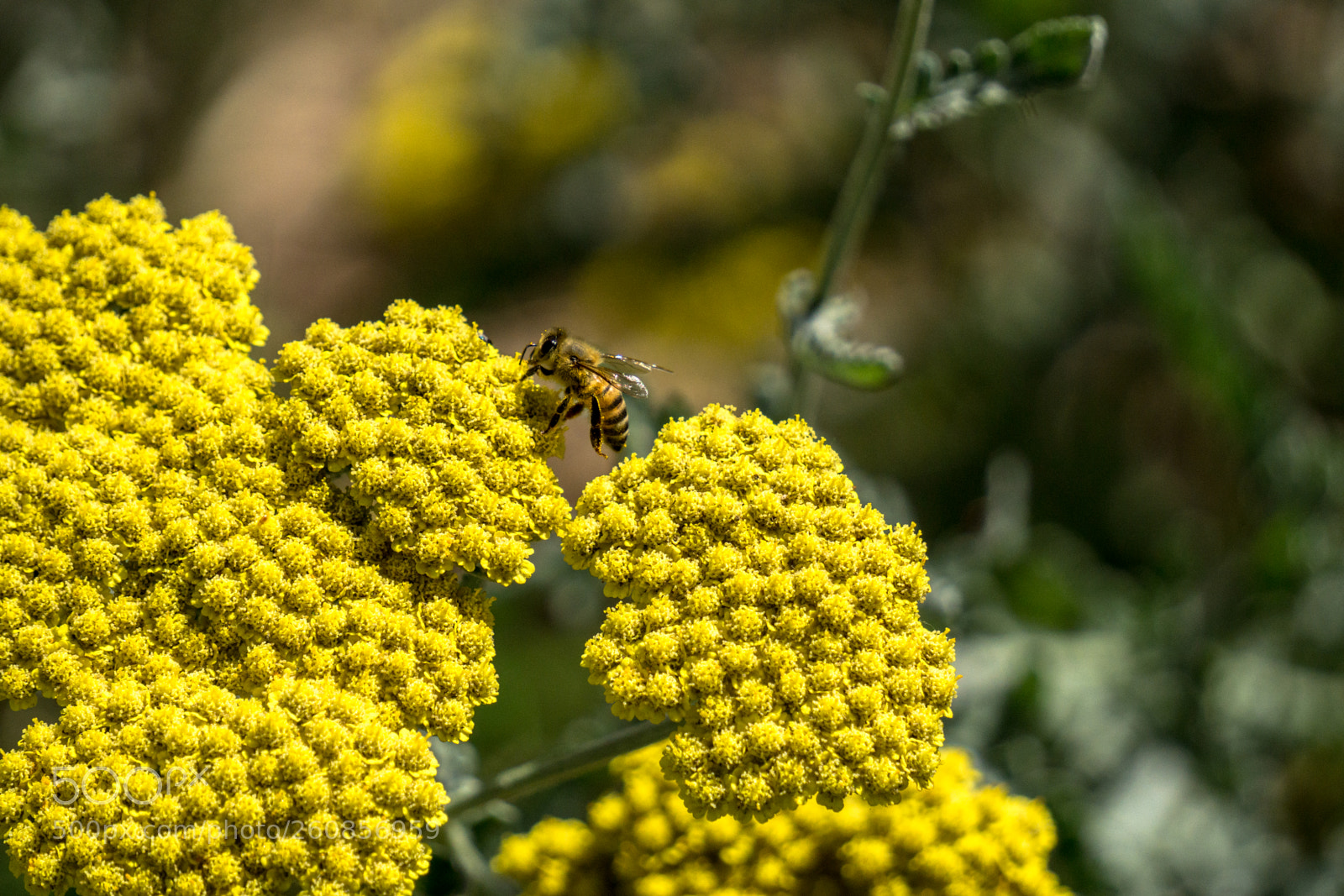 Sony a6000 sample photo. Busy yellow field photography