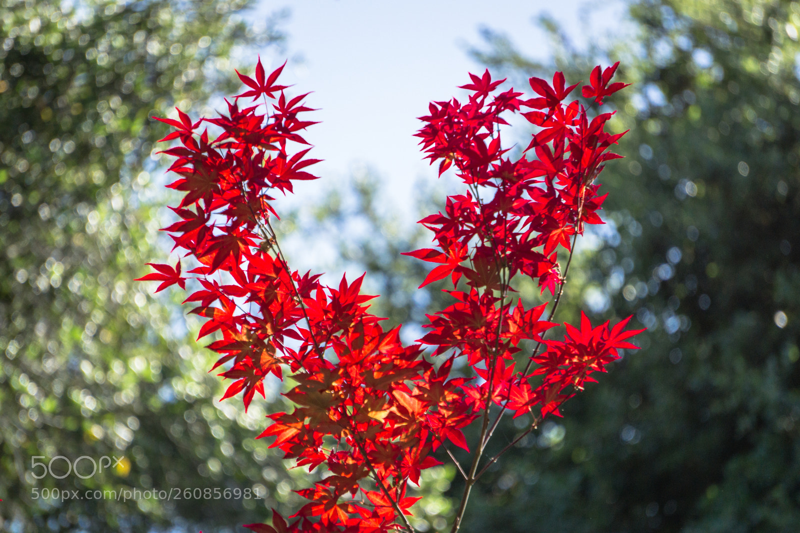 Sony a6000 sample photo. Fireworks in red leaves photography
