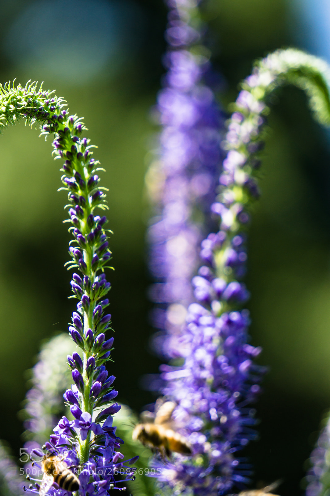 Sony a6000 sample photo. Curled lavender photography