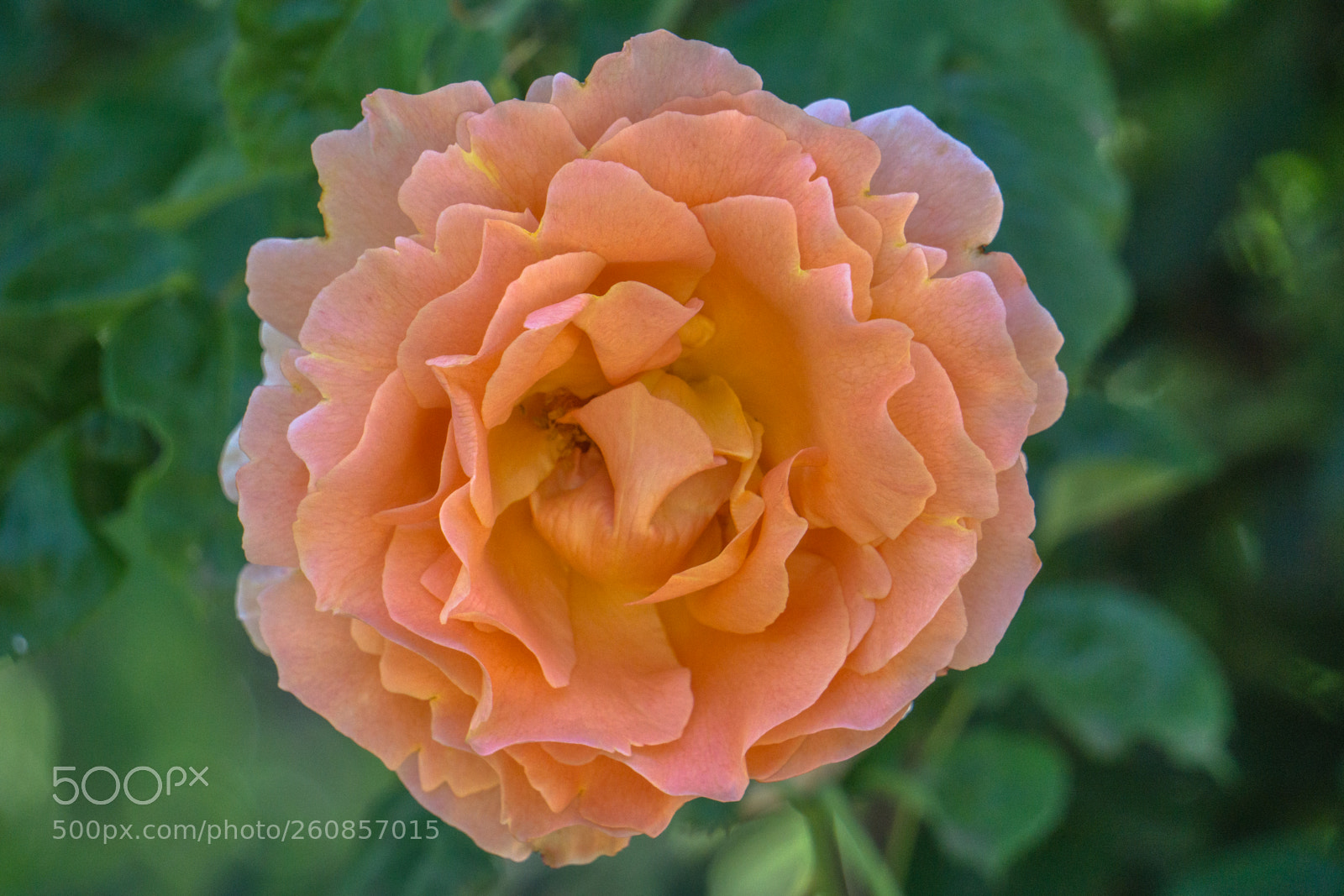 Sony a6000 sample photo. Elegant  explosion in peach photography