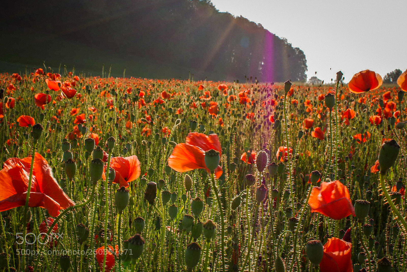 Pentax K-3 sample photo. Untitled photography