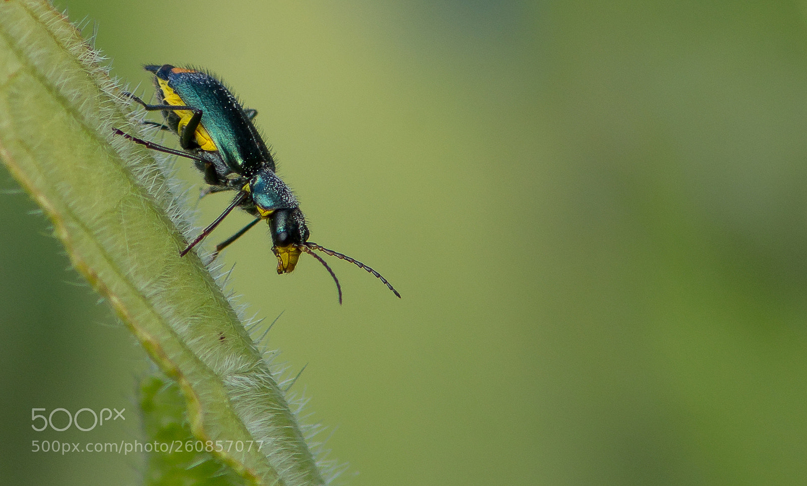 Canon EOS 70D sample photo. A beetle... photography