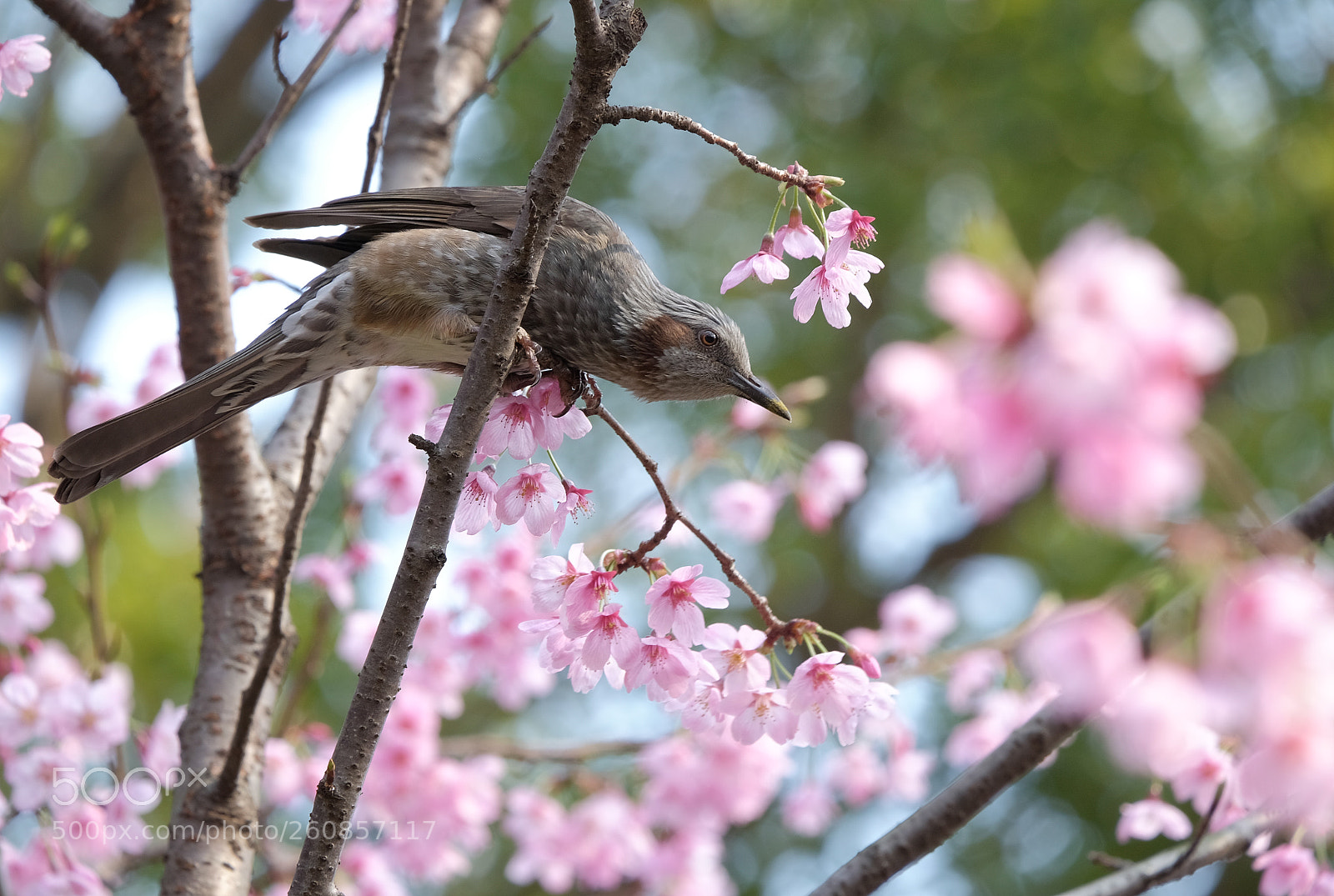 Fujifilm X-T1 sample photo. Sakura photography