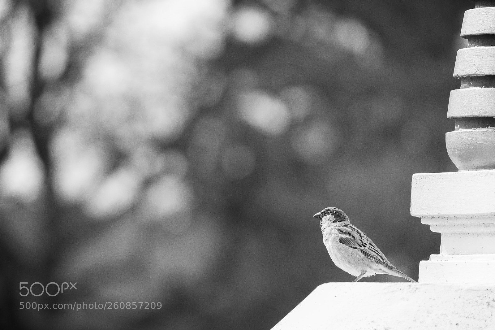 Canon EOS 100D (EOS Rebel SL1 / EOS Kiss X7) sample photo. L'oiseau spirituel photography
