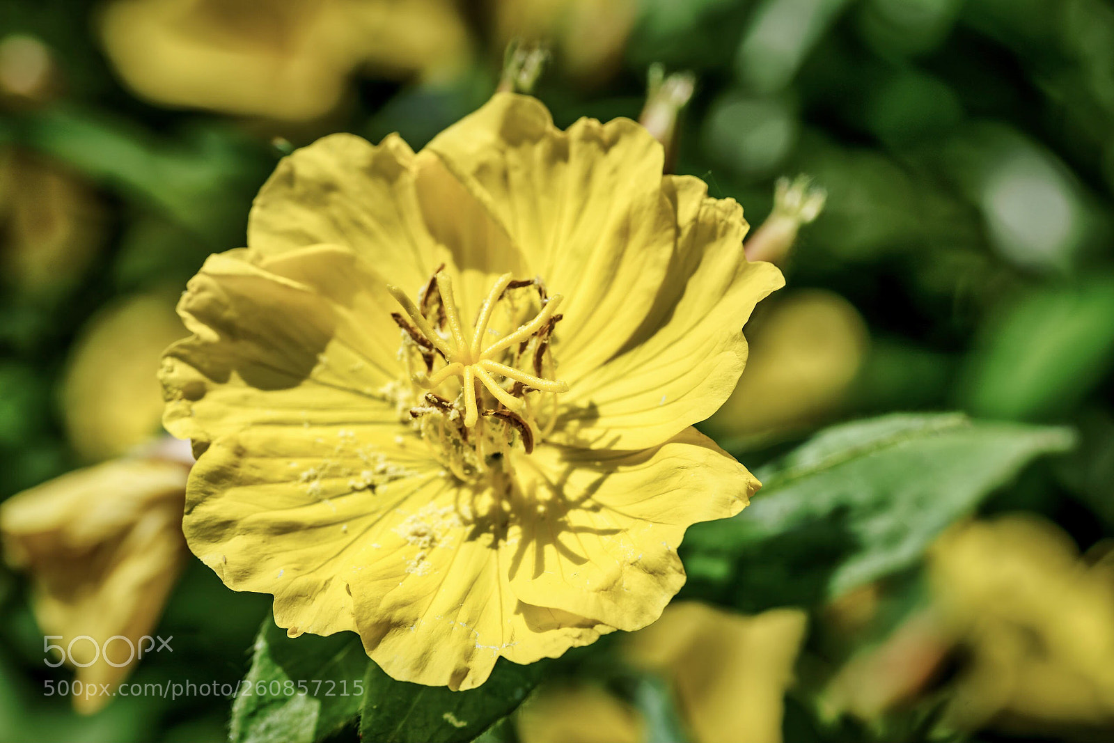 Sony a7 III sample photo. 7m3 test shot 03– yellow photography
