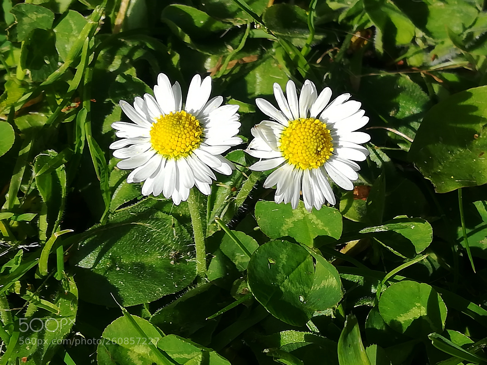 HUAWEI P10 lite sample photo. A couple og daisies photography