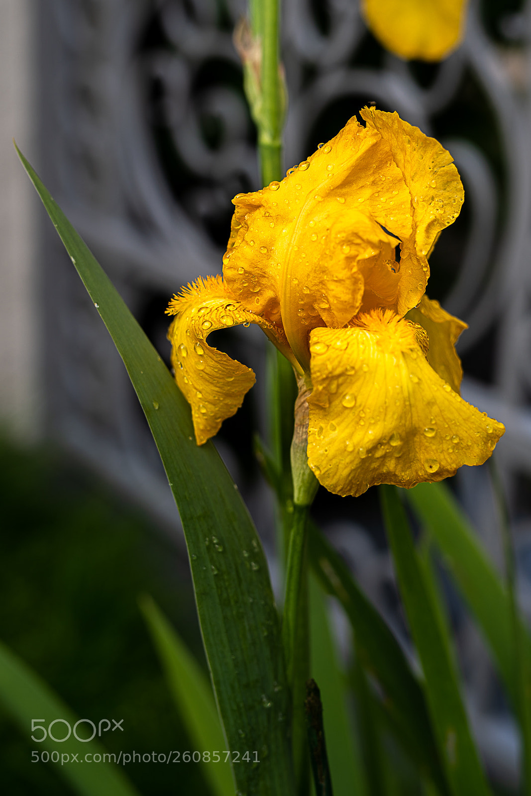 Nikon D810 sample photo. Flower from my garden photography