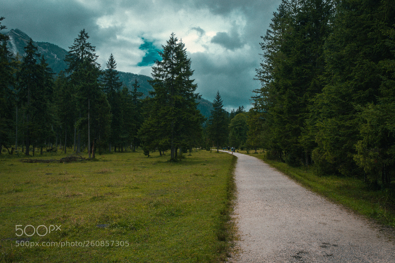 Canon EOS 600D (Rebel EOS T3i / EOS Kiss X5) sample photo. Into the forest photography