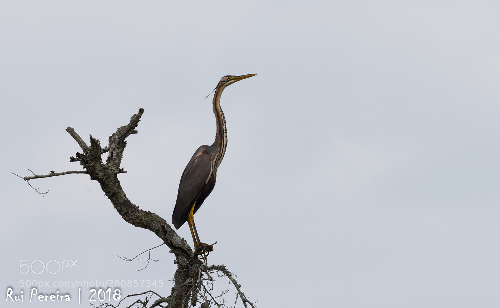 Nikon D810 sample photo. Dsc photography