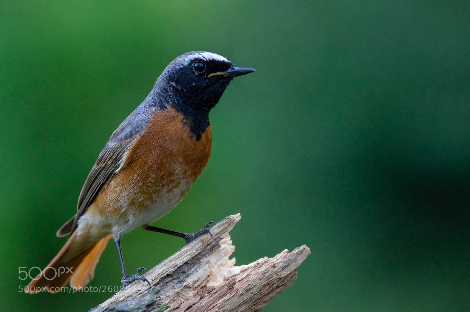 Pentax K-3 sample photo. Common redstart photography