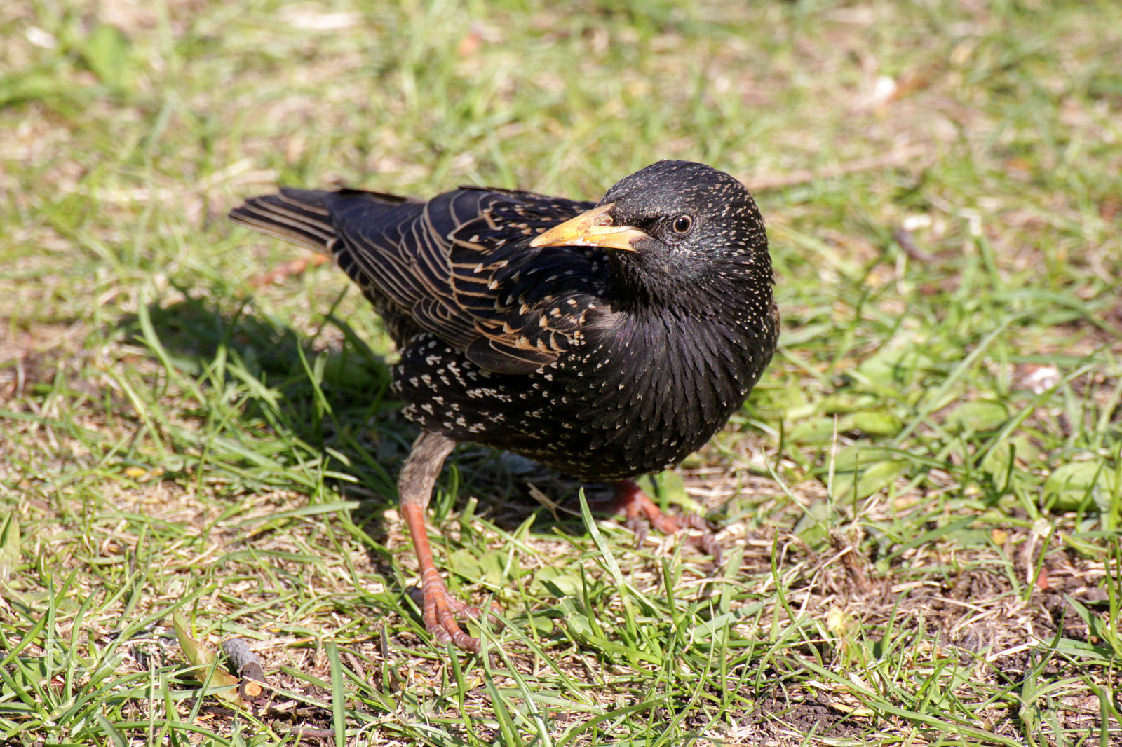 Canon EOS 500D (EOS Rebel T1i / EOS Kiss X3) sample photo. Real starling photography