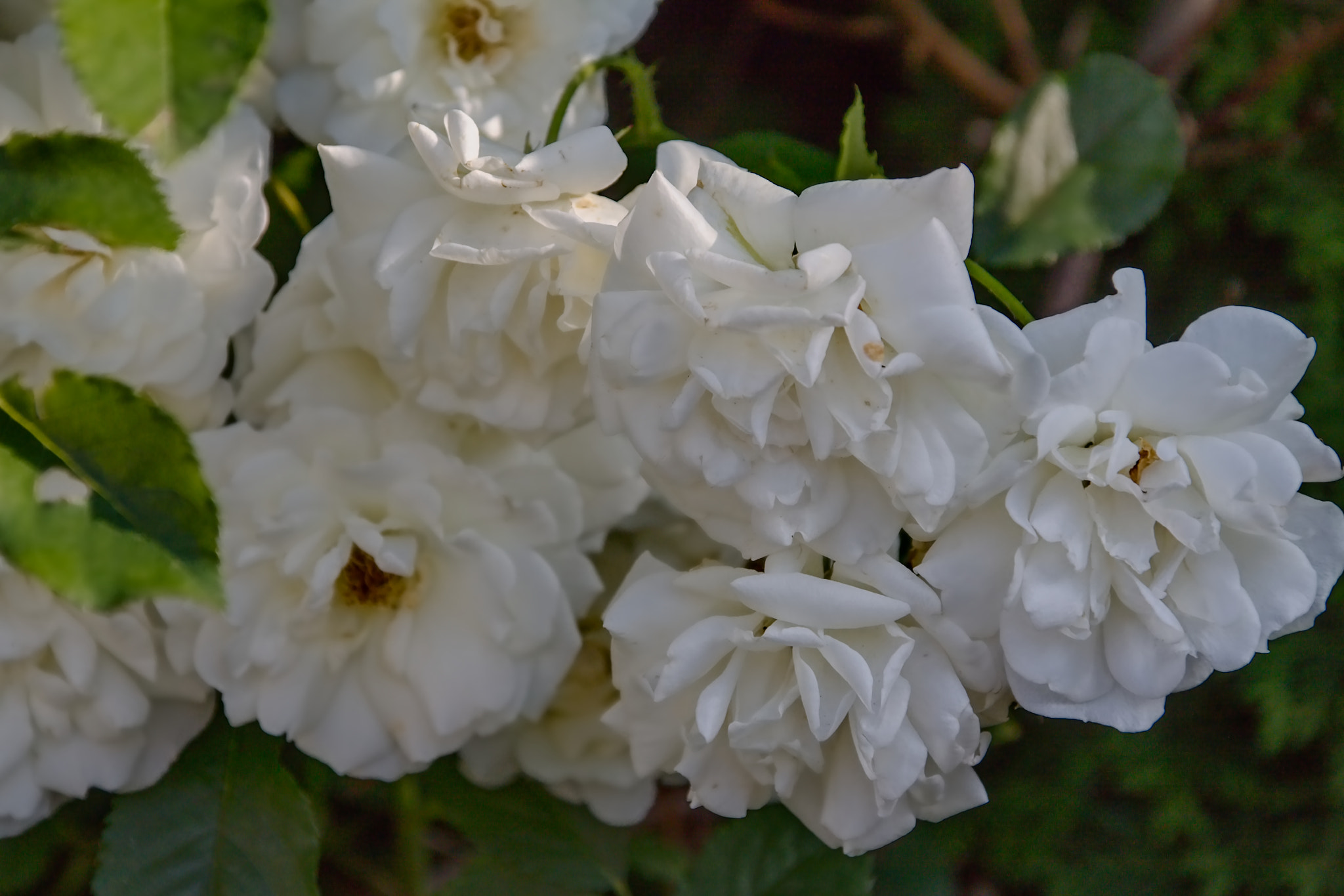 Canon EOS 50D sample photo. White roses photography