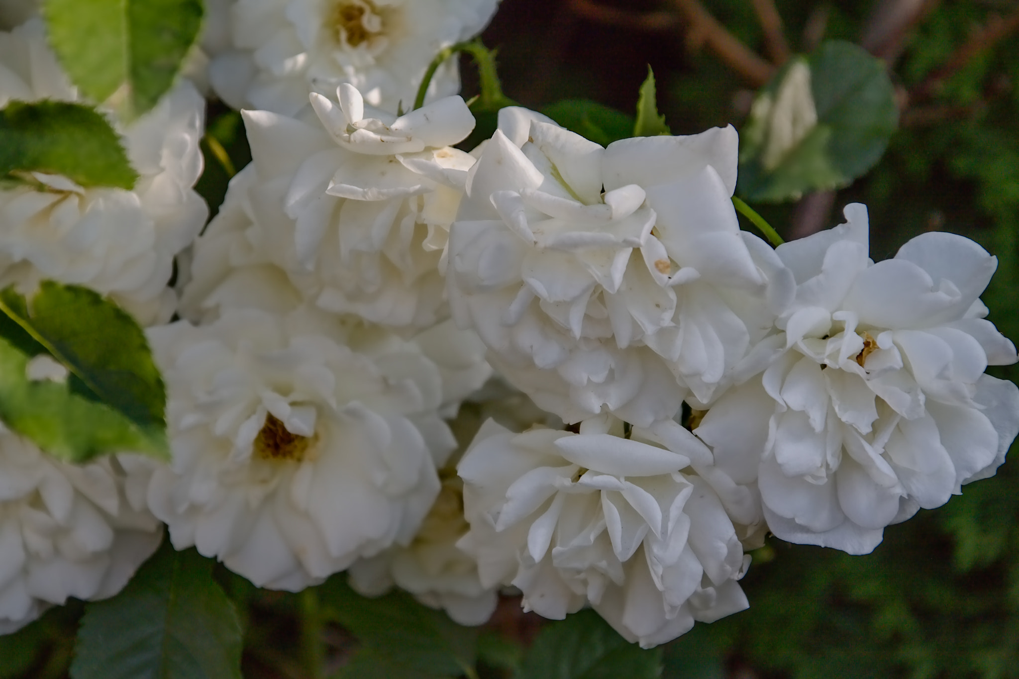 Canon EOS 50D + Canon TS-E 90mm F2.8 Tilt-Shift sample photo. White roses photography