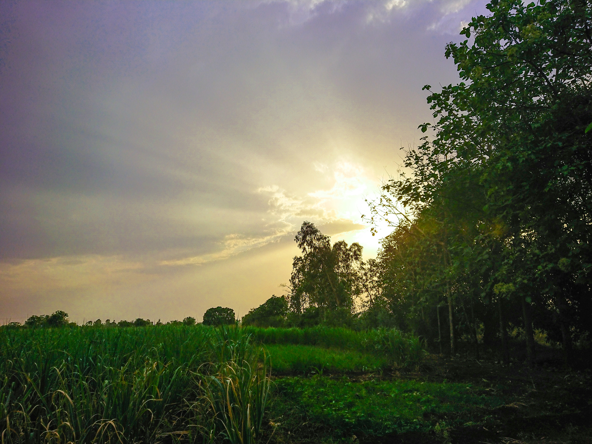 Sony Xperia XZ Premium sample photo. Behind the tree line photography