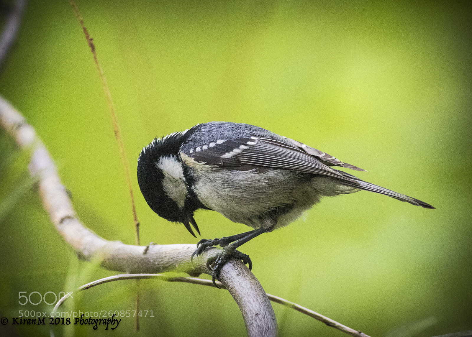 Canon EOS 7D Mark II sample photo. Great tit photography